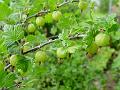 2008-0615_gooseberries_1335_17,1_C